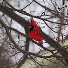 Northern cardinal