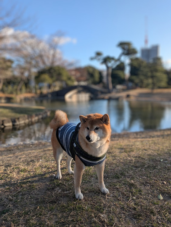 カローラツーリングの柴犬ノア号・寒すぎる・PickUpCars2025に関するカスタム事例の投稿画像13枚目