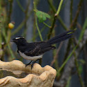 willy wagtail