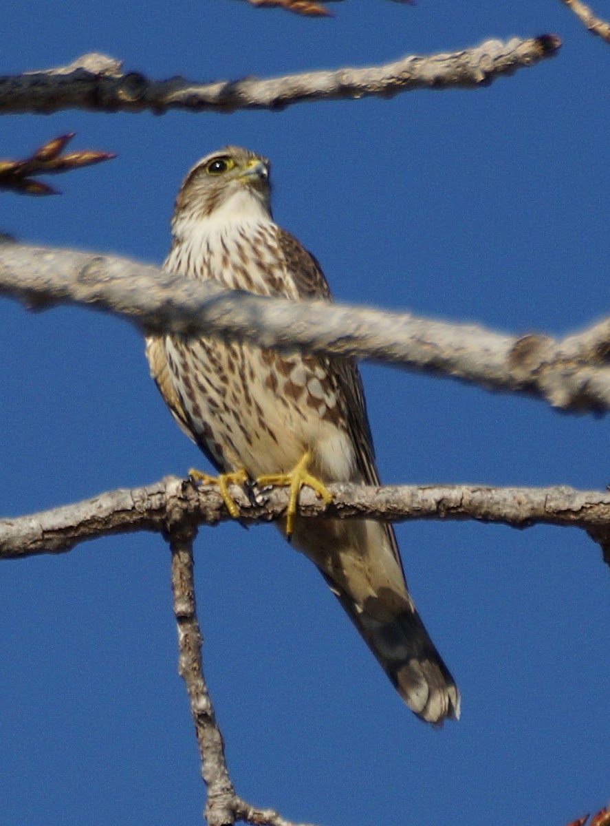 Merlin