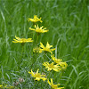 narrowleaf goldenbush