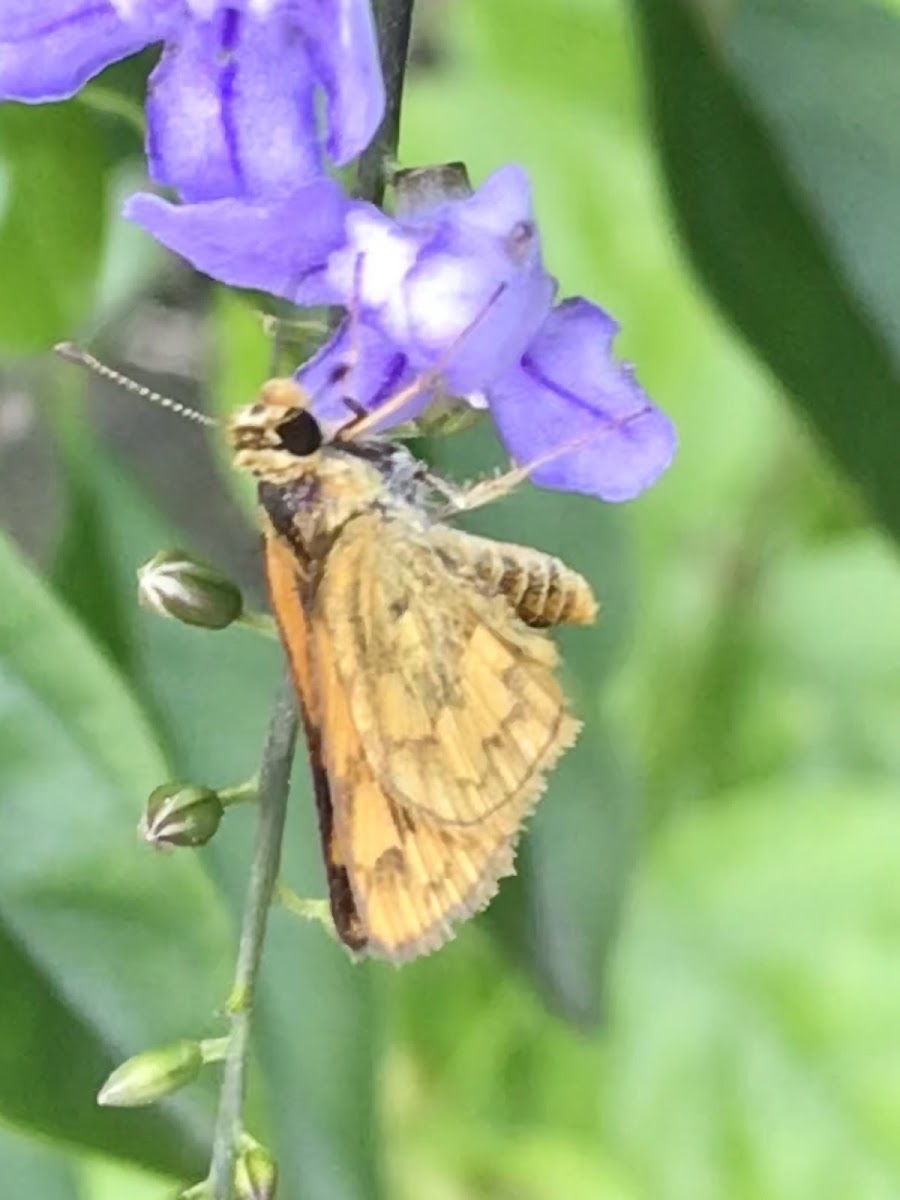 Dart butterfly