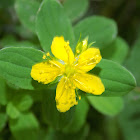 St John's wort