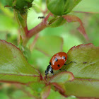 Coccinella septempunctata