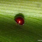 Microscopic Lady Bug