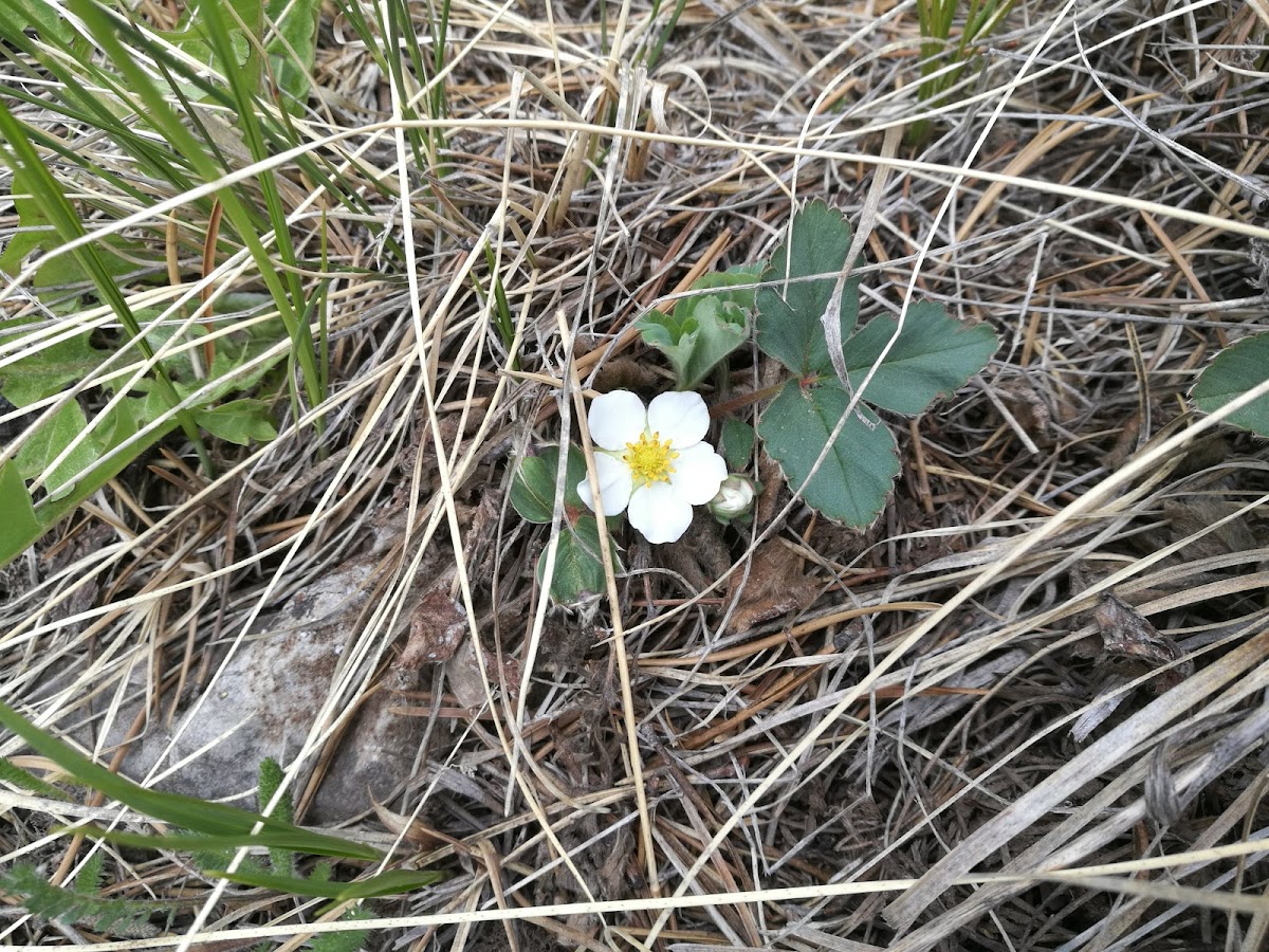 Wild strawberry