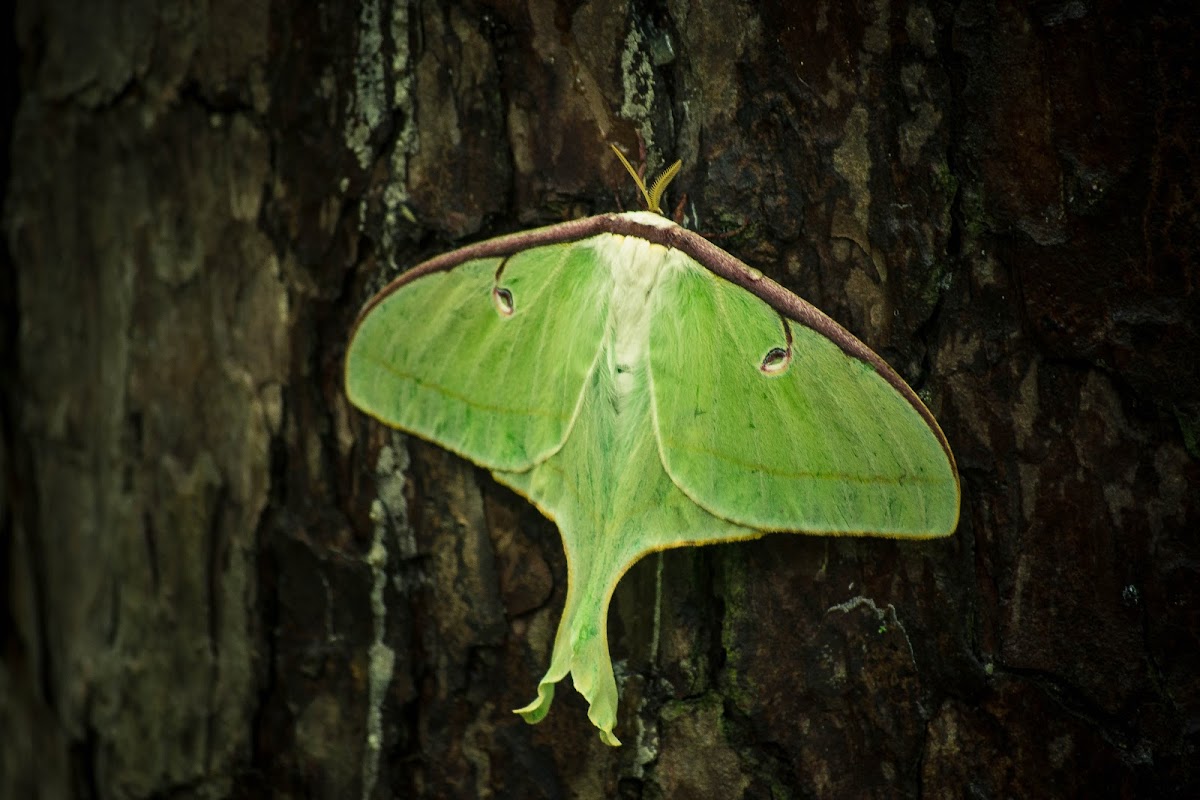 Luna Moth