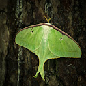 Luna Moth