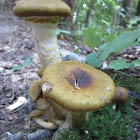 Unknown Mushroom