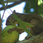 Atlantic forest squirrel