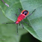 Red Bug Nymph