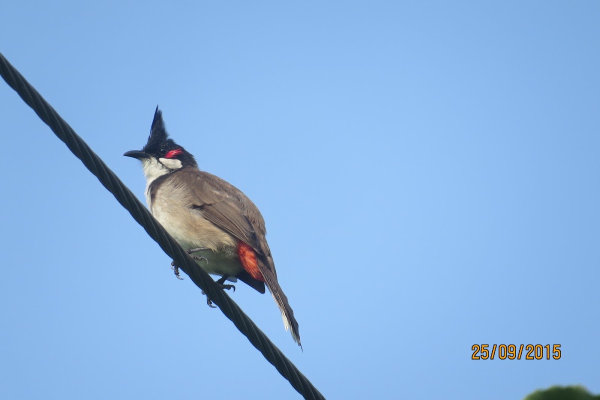 Red-whiskered Bulbul