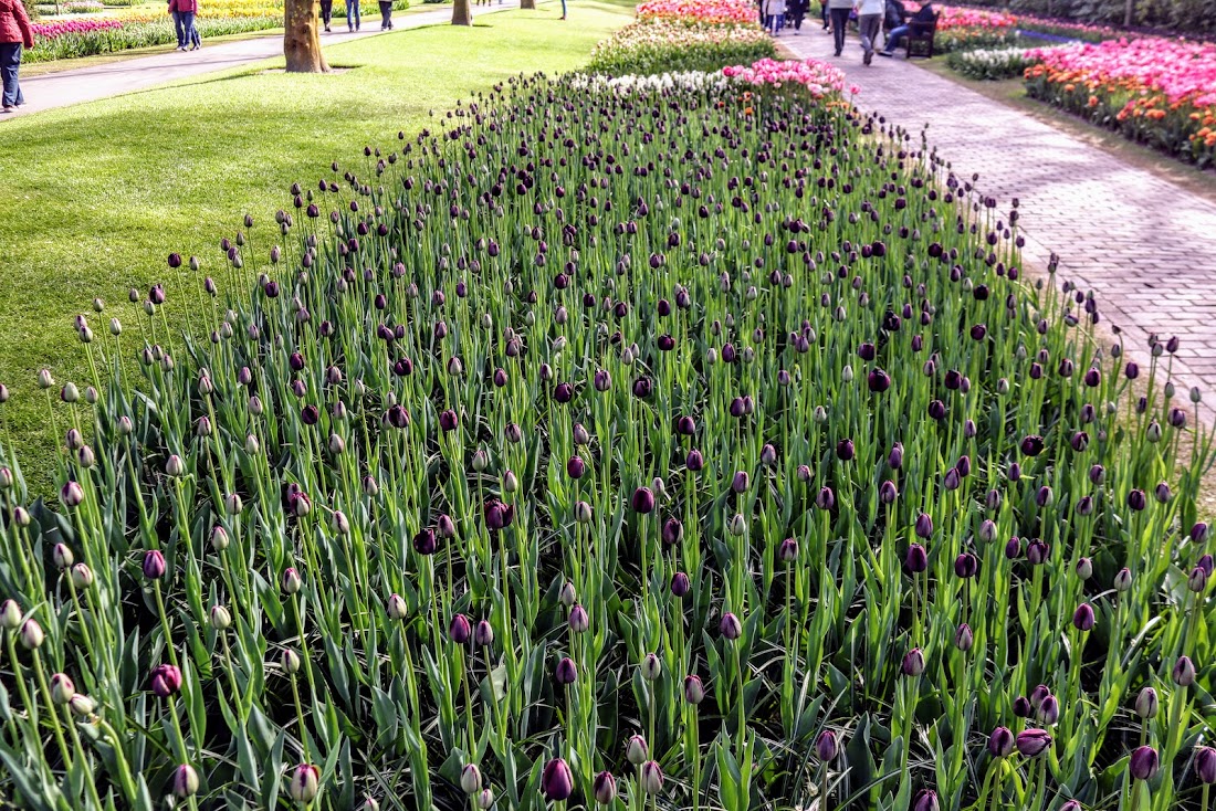 Парк Keukenhof, Ouddorp и Rotterdam "на закуску" - апрель 2017