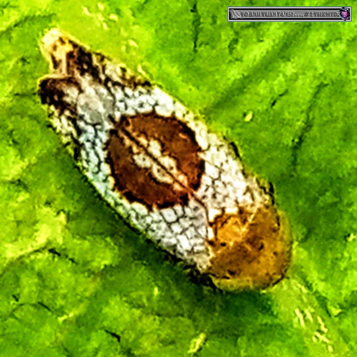 Citrus Leafhopper