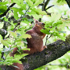 Eurasian red squirrel