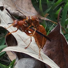 Red Paper Wasp