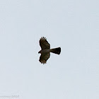 Hen Harrier