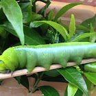 Oleander hawk-moth