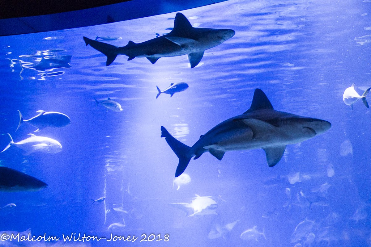 Sand Tiger Shark