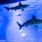 Sand Tiger Shark