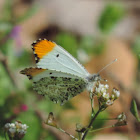 Falcate Orangetip