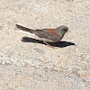 Dark-Eyed Junco (Gray-Headed)