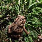 American toad