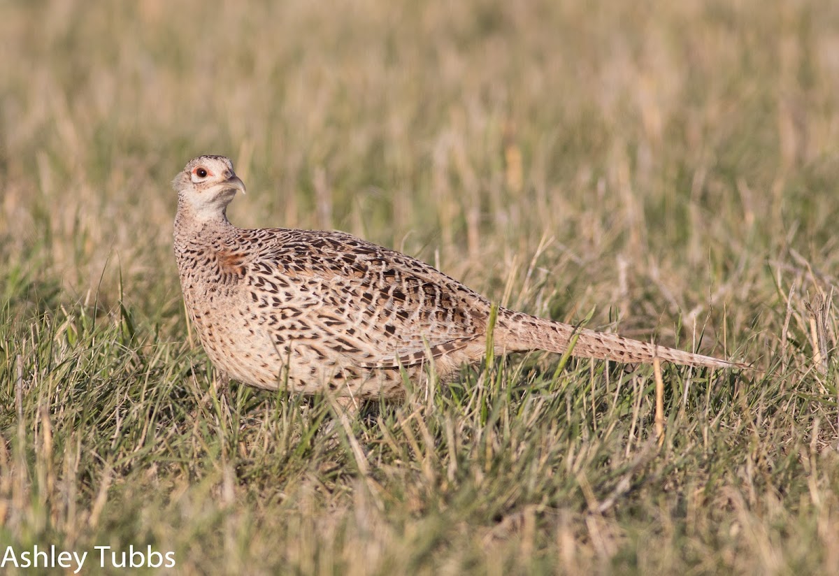 Ring-necked Pheasant