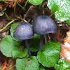 Blue Entoloma