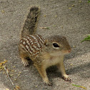 Mexican Ground Squirrel