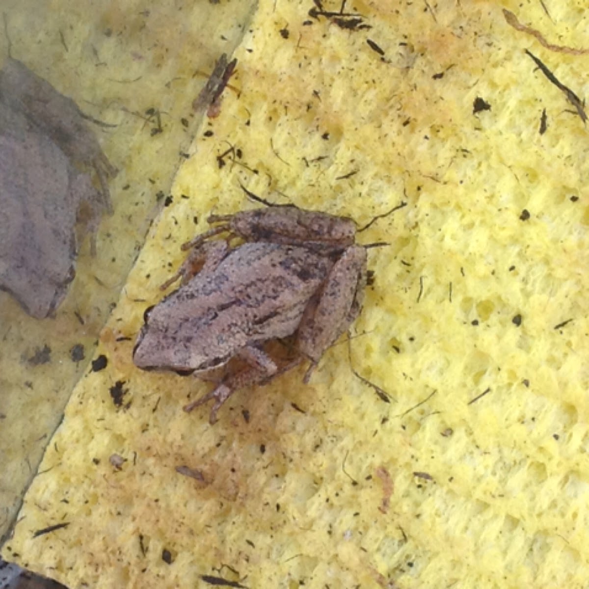 Brimley's Chorus Frog