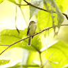 Yellow-bellied Flycatcher