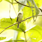 Yellow-bellied Flycatcher