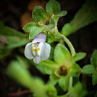 Japanese Mazus