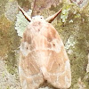 Pearl moth