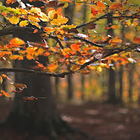 nel bosco di 