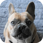 French bulldog puppy wallpaper  Icon