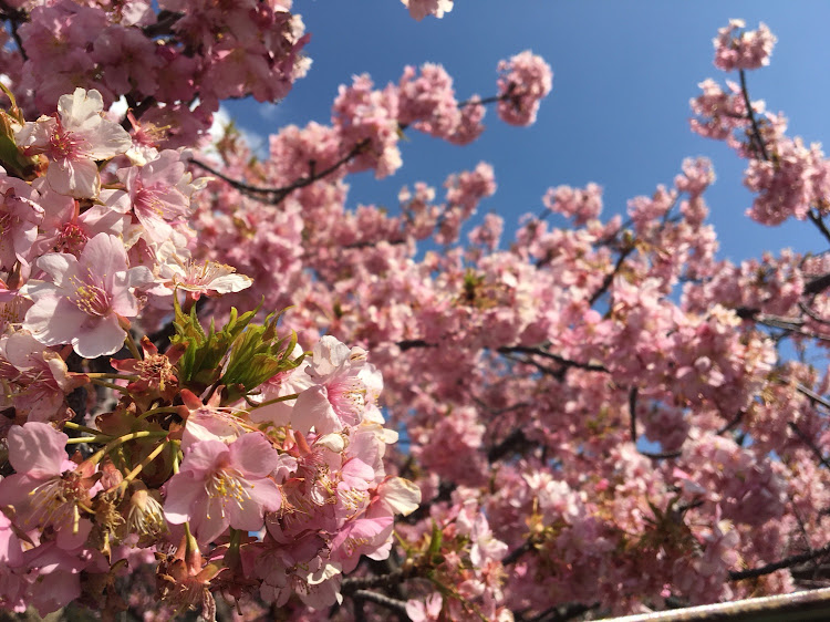シビックタイプRユーロの河津桜に関するカスタム事例の投稿画像1枚目