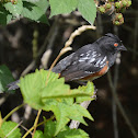 Spotted towhee