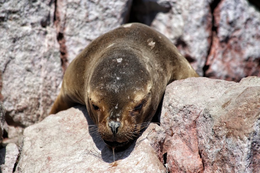 Paracas, Islas Ballestas, lwy morskie