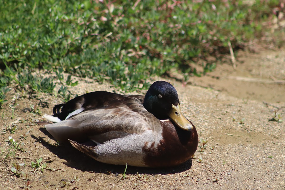 Mallard