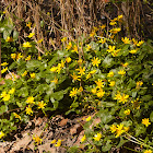 Lesser Celadine