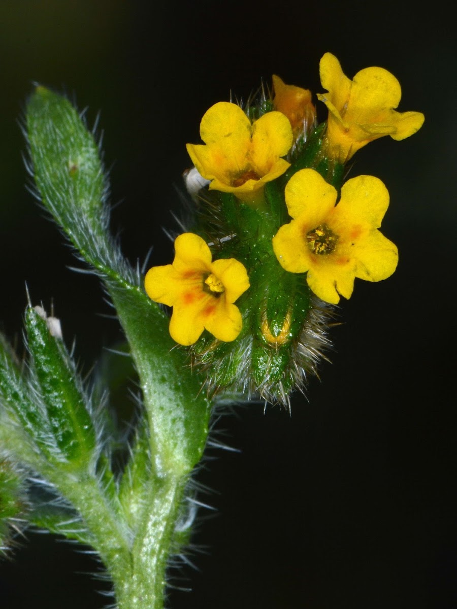 Hairy Fiddleneck