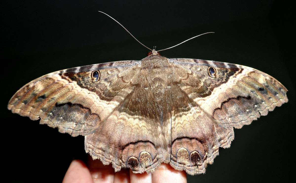 Black witch moth