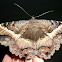 Black witch moth