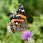 Red admiral