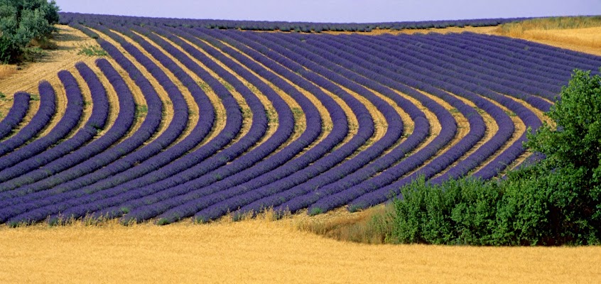 Filari di lavanda di benny48