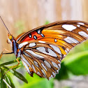 Gulf fritillary, (♀)