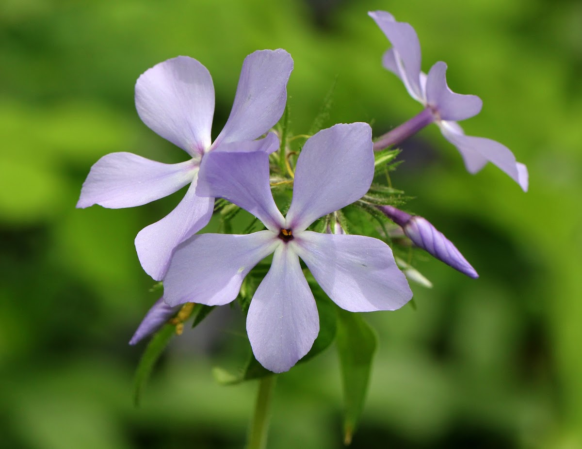 Wild Blue Phlox