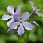 Wild Blue Phlox